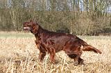 SETTER IRLANDAIS 401